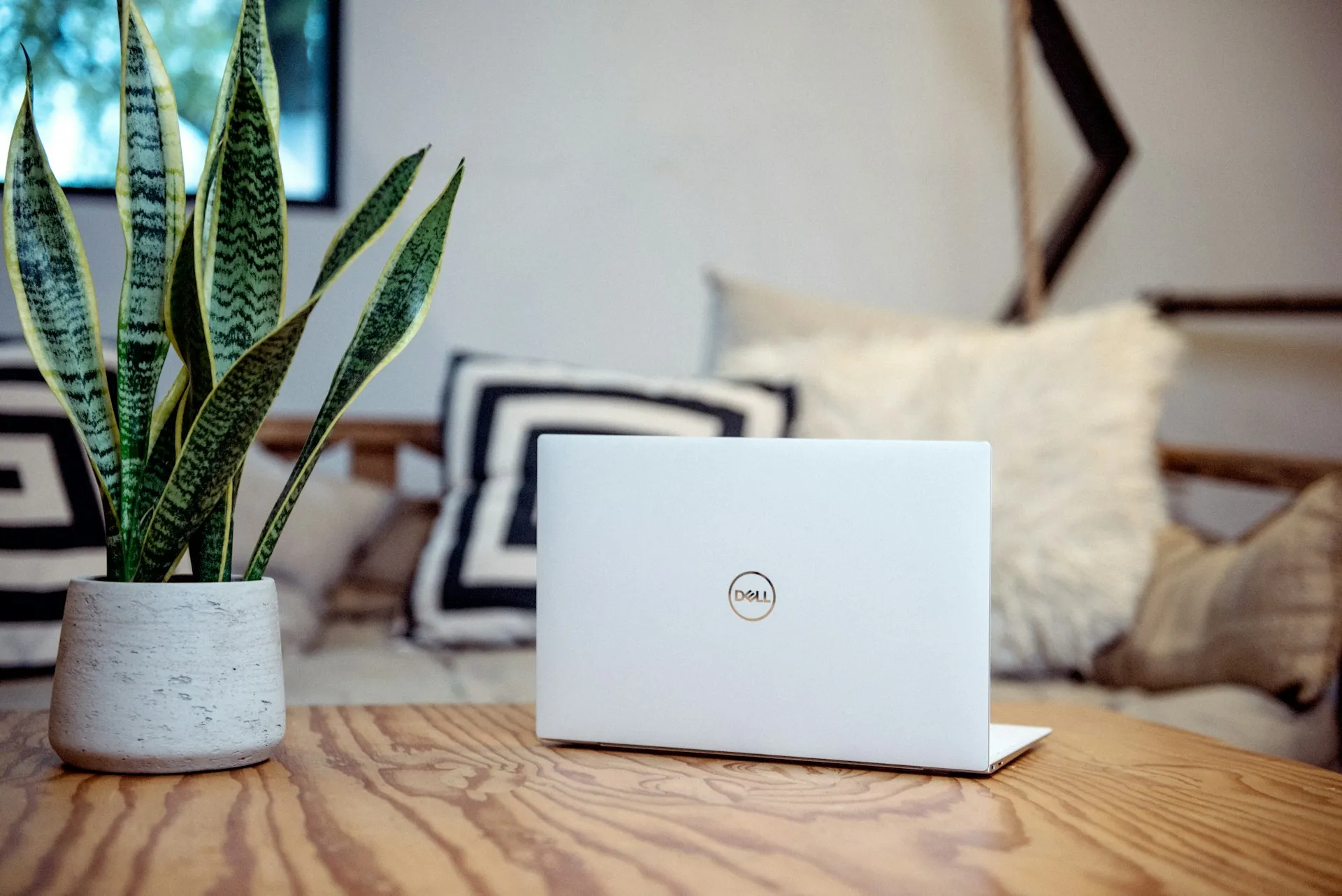 Laptop on a wooden table beside a potted snake plant